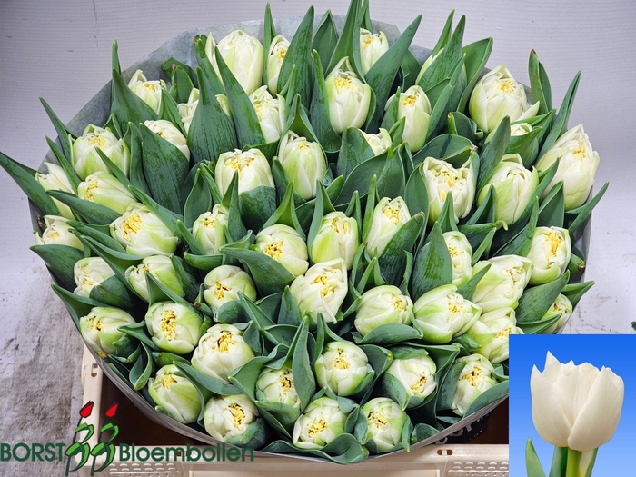 <h4>TU DU ICEBERG</h4>