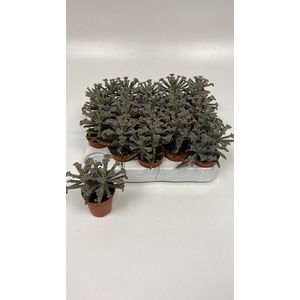 KALANCHOE TUBIFLORA
