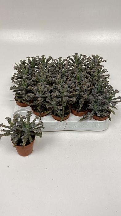 <h4>KALANCHOE TUBIFLORA</h4>