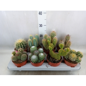 Cactus   ...mix