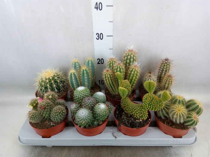 <h4>Cactus   ...mix</h4>