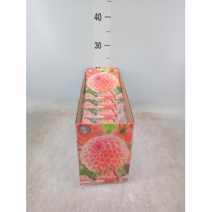 Dahlia   ...flowerbulbs