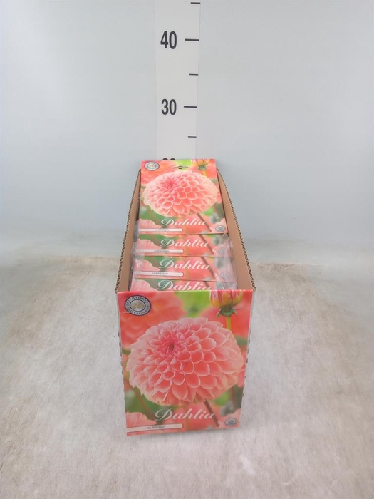 <h4>Dahlia   ...flowerbulbs</h4>