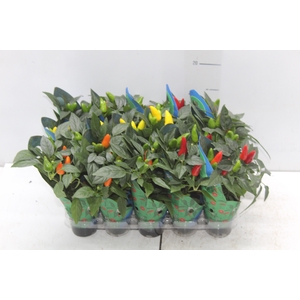 PIMENTA P06