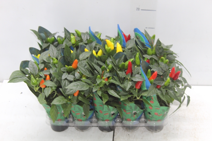 <h4>PIMENTA P06</h4>