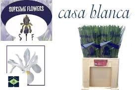 <h4>IRIS CASABLANCA</h4>