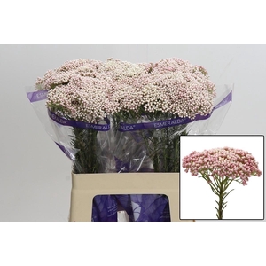 OZOTH COOKS TALL PIN