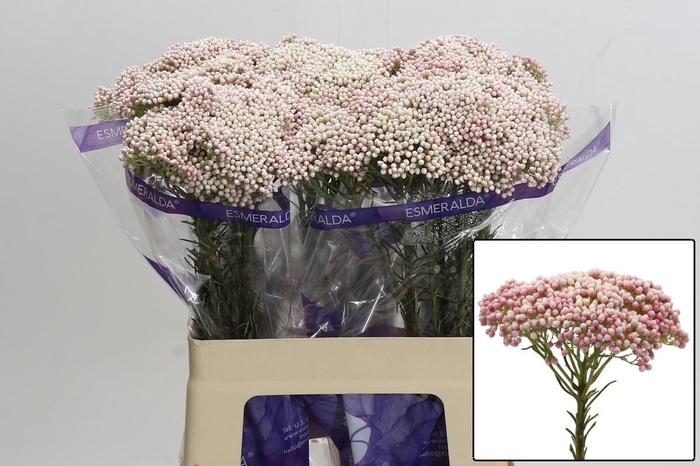 <h4>OZOTH COOKS TALL PIN</h4>