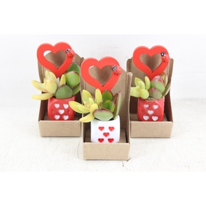 arr3 AD - Hartjes dobbelsteen x15