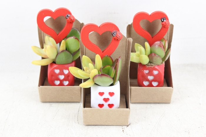 <h4>arr3 AD - Hartjes dobbelsteen x15</h4>