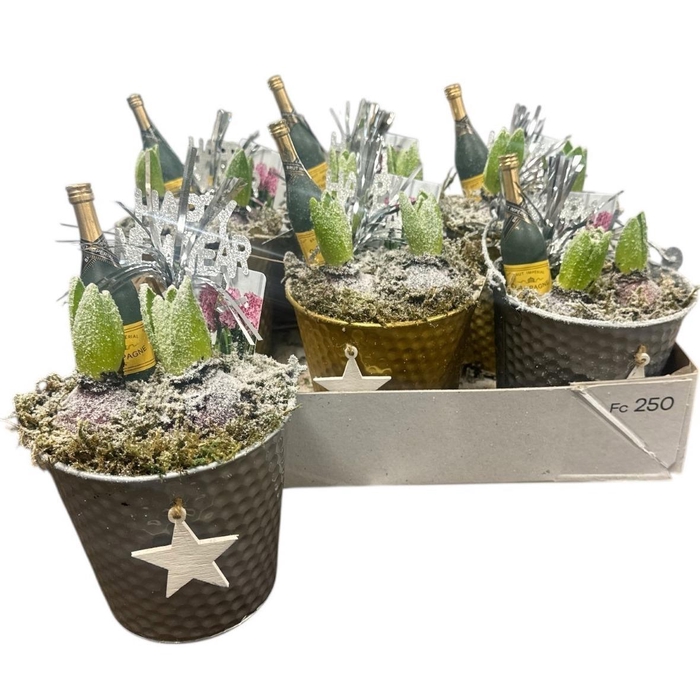 <h4>ARR HYACINTH</h4>