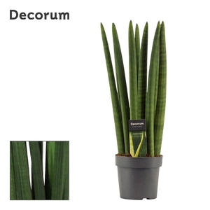 Sansevieria Cylindrica 14 cm Straight (Decorum)