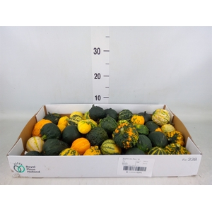 Cucurbita pepo 'Hard Warties' ..mix