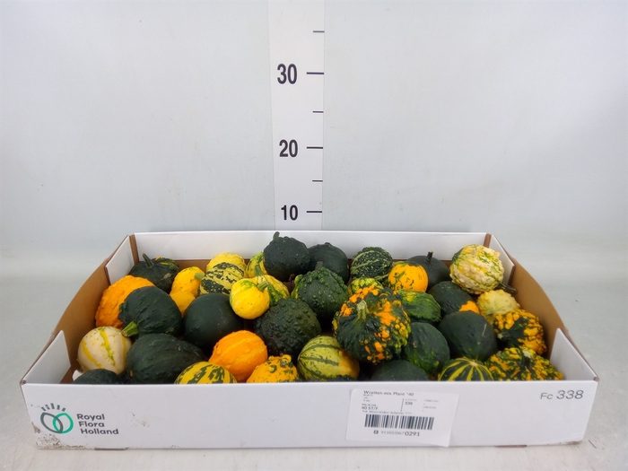 <h4>Cucurbita pepo 'Hard Warties' ..mix</h4>