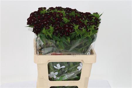 Di Barb Will Bl Cher