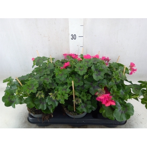 Pelargonium zona.   ...F1