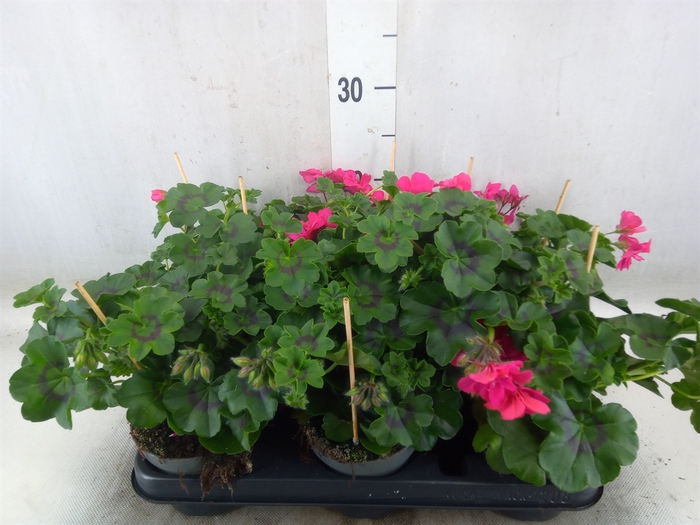 <h4>Pelargonium zona.   ...F1</h4>