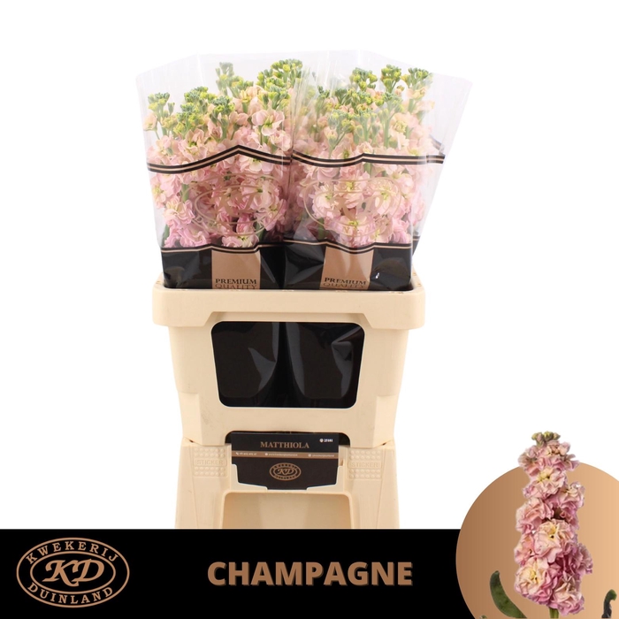 <h4>MATTH STOX CHAMPAGNE</h4>