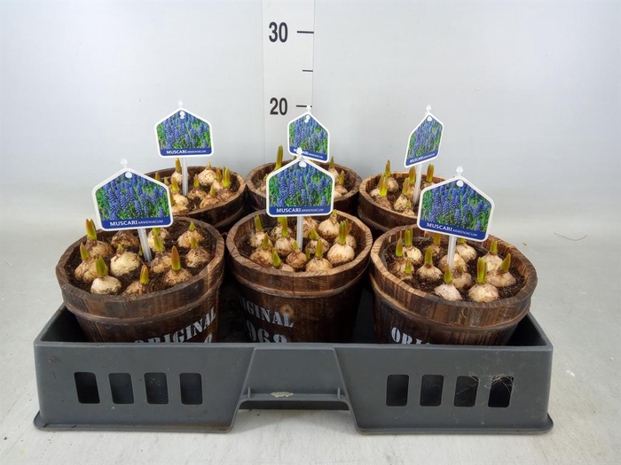 <h4>Arr.  Muscari L%</h4>