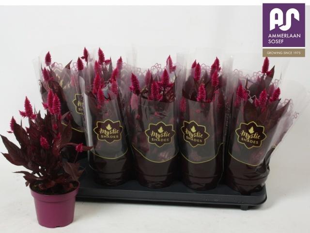 <h4>CEL MYSTIC SHADES</h4>