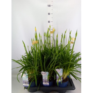 Agapanthus  'Amourette Superb'