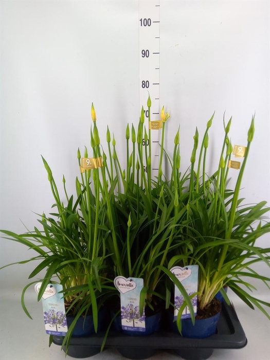 <h4>Agapanthus  'Amourette Superb'</h4>