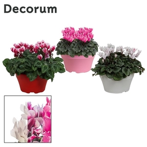 Cyclaam Garden Mix Schaal Ariel (Decorum)