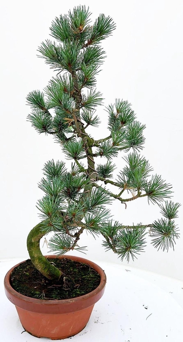 <h4>Pinus parvifolia 18cm.</h4>