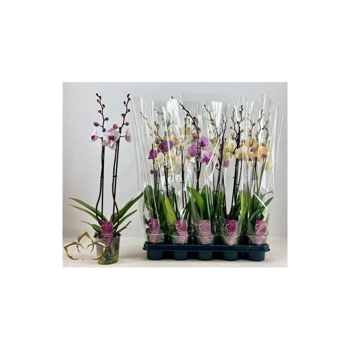 <h4>** Phal Gem 2 Branches 16+ * Winter Promo *</h4>