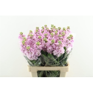 Matth Iron Cherry Blossom