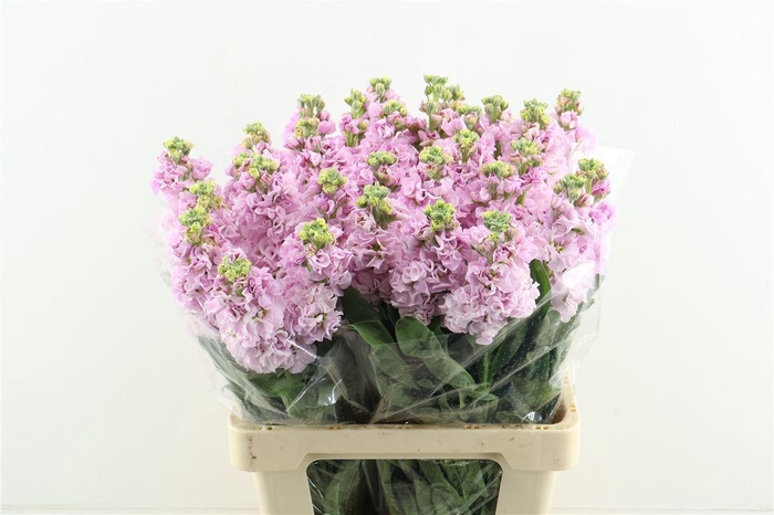 <h4>Matth Iron Cherry Blossom</h4>