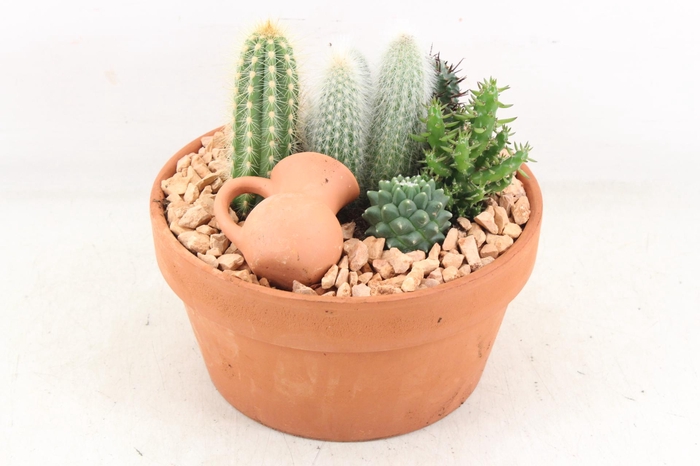 Arr2 Ub - Terra Cotta 338/3 Cactus