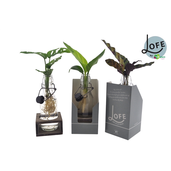 <h4>LOFE |Mix in Ann glas (zwarte dop) + single houtje + verpakking</h4>