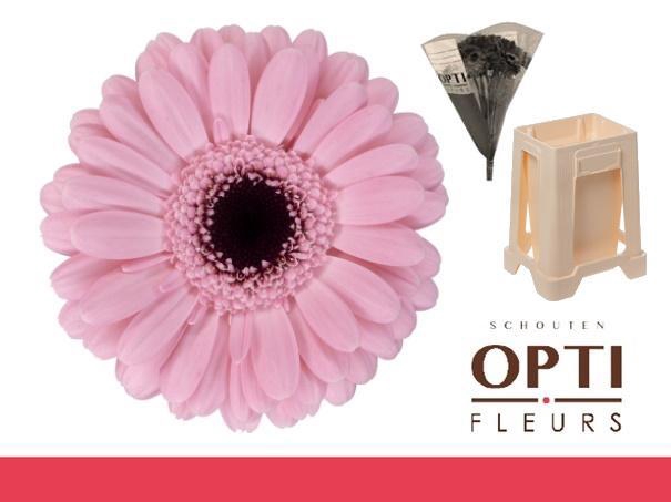 <h4>Germini Smart Water</h4>