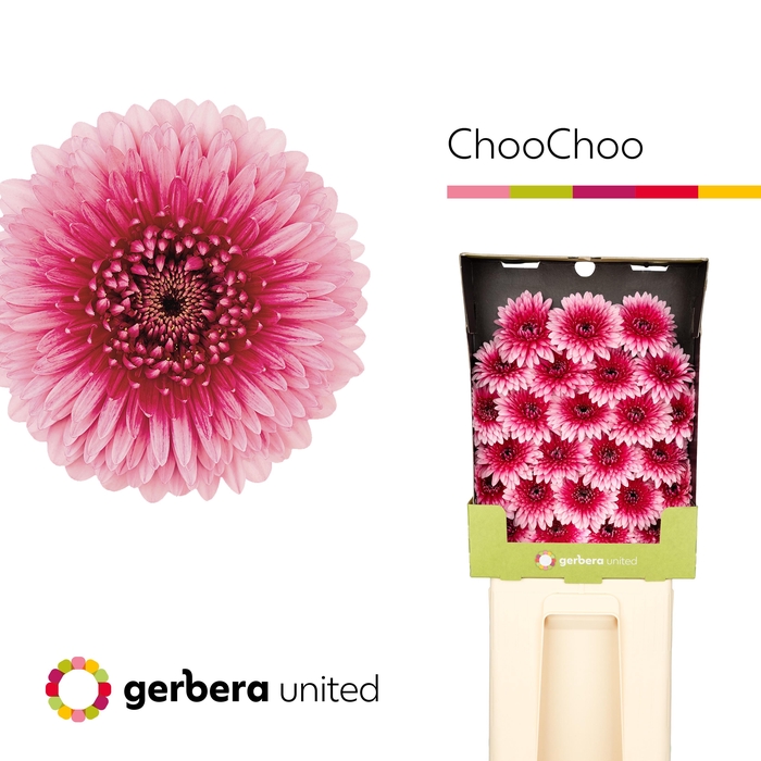 <h4>Ge Bv Bol Choochoo</h4>