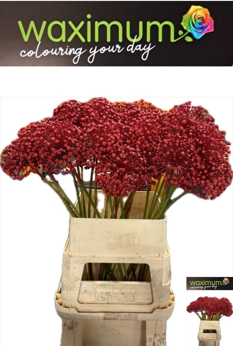 <h4>DECOGROEN OV KLB H%</h4>