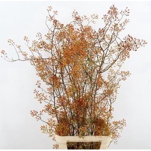 ROSA MAG GOLD 125CM