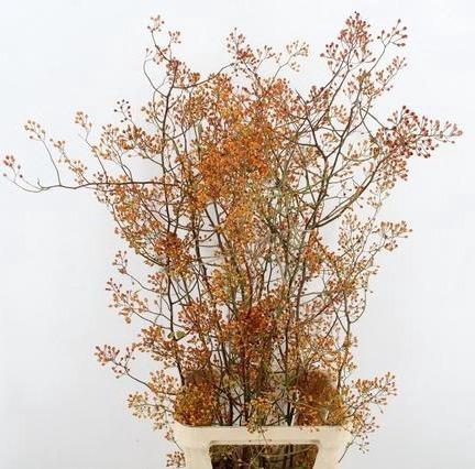 <h4>ROSA MAG GOLD 125CM</h4>