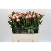 Paeonia Sarah Bernhardt