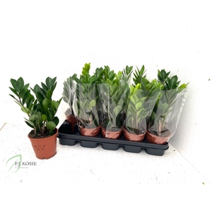 ZAMIO ZAMIIFOLIA