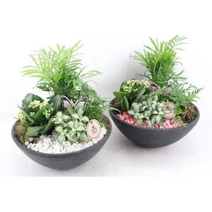 arr2 PL - Ebbischaal L - roze/wit