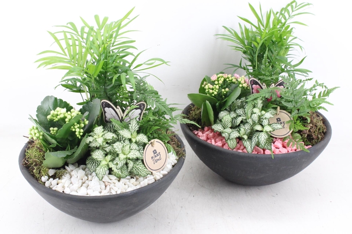 <h4>arr2 PL - Ebbischaal L - roze/wit</h4>