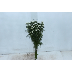 ASTER MARIANA 040 CM