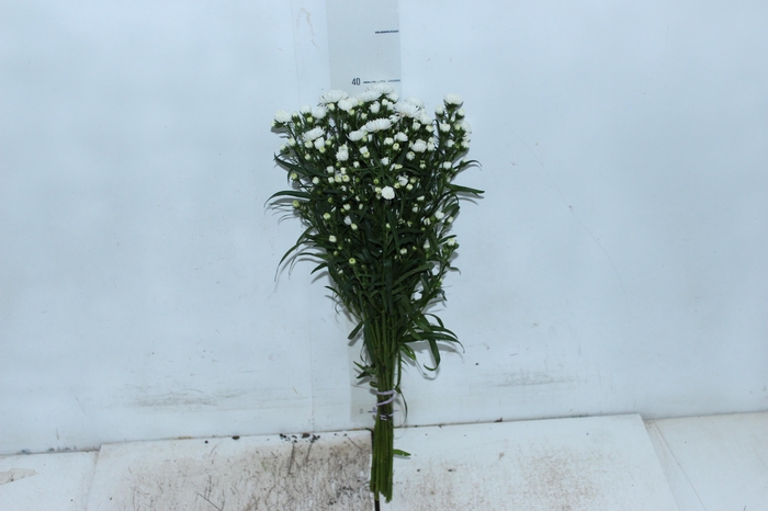 ASTER MARIANA 040 CM