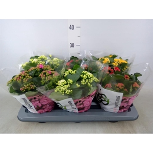 Kalanchoe blos.   ..rosebud mix GR