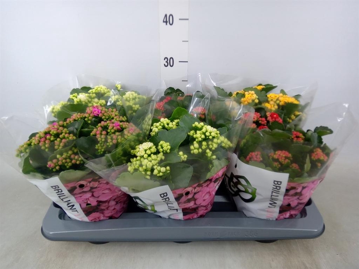 <h4>Kalanchoe blos.   ..rosebud mix GR</h4>
