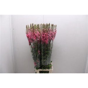 Antir Poto Cerry Rosa 110