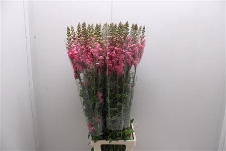 <h4>Antir Poto Cerry Rosa 110</h4>