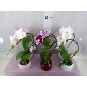 Phalaenopsis   ...