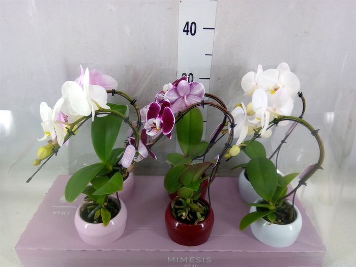 <h4>Phalaenopsis   ...</h4>